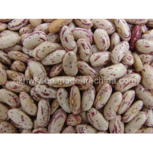 Leichte Speckled Kidney Beans (LONG SHAPE)